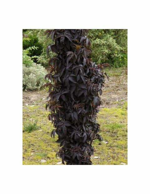 Bez černá/Black Tower/ sloupovitá, 30/40 cm, v květináči 3 litre Sambucus nigra